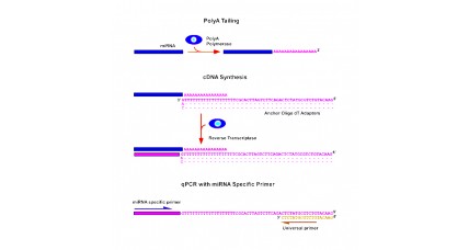 miRNA All-in-One cDNA Synthesis Kit